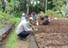 Bhabinkamtibmas Aipda Heru Hayadi Laksanakan Sambang dan Monitoring Persiapan Penanaman Jagung Serentak di Kelompok Tani Kampung Cisompok Kec. Sariwangi.