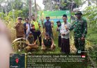 Kanit Binmas Polsek Salopa Laksanakan Silaturahmi dan Monitoring Panen Jagung di Desa Karyamandala