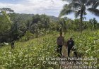 BHABINKAMTIBMAS POLSEK CIPATUJAH SAMBANGI PETANI JAGUNG DI DESA DARAWATI